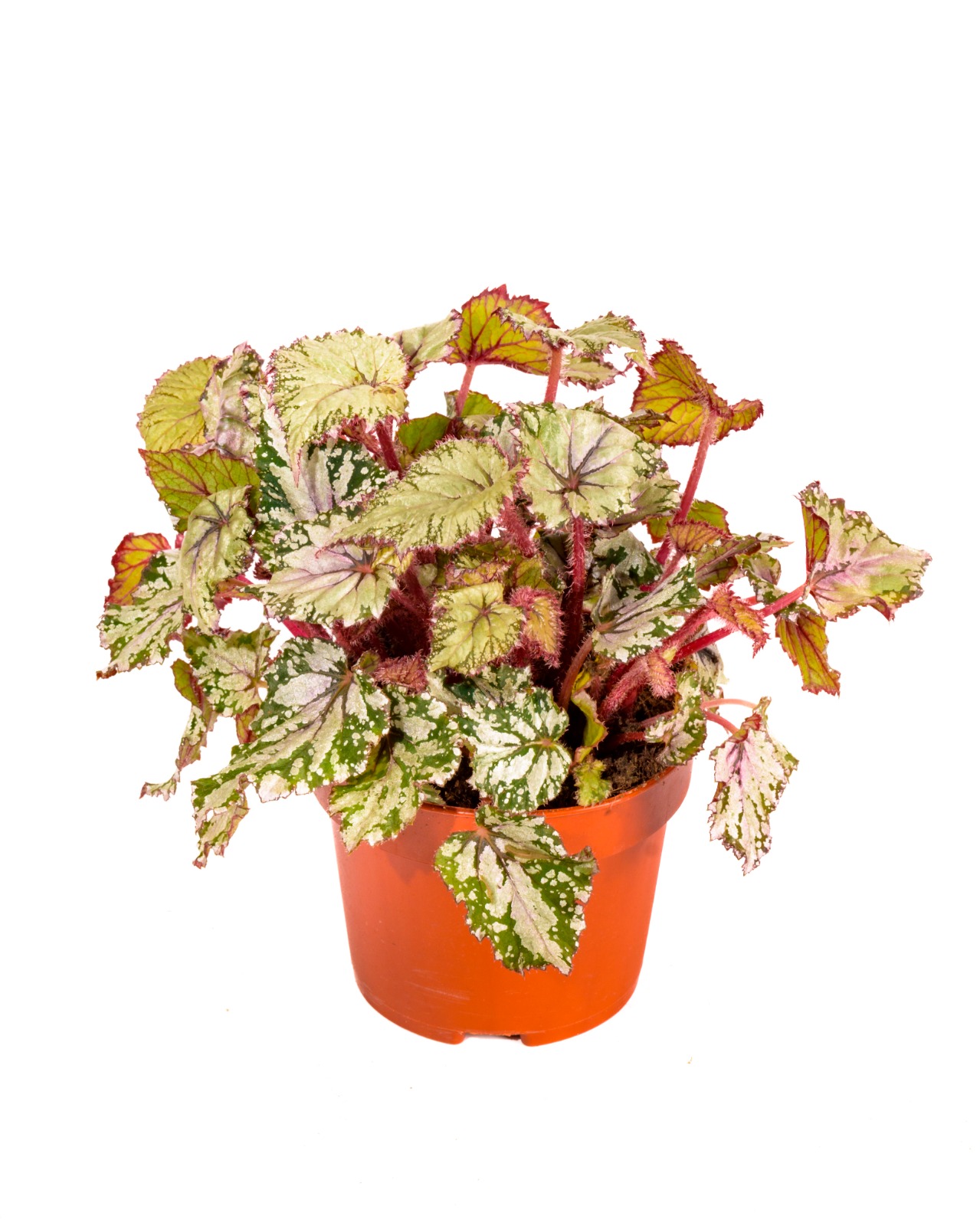 Buy Begonia B Asian Tundra - Pot Size: 12 cm Online on Qetaat.com